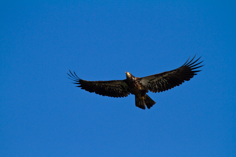 Bald Eagle In Flight